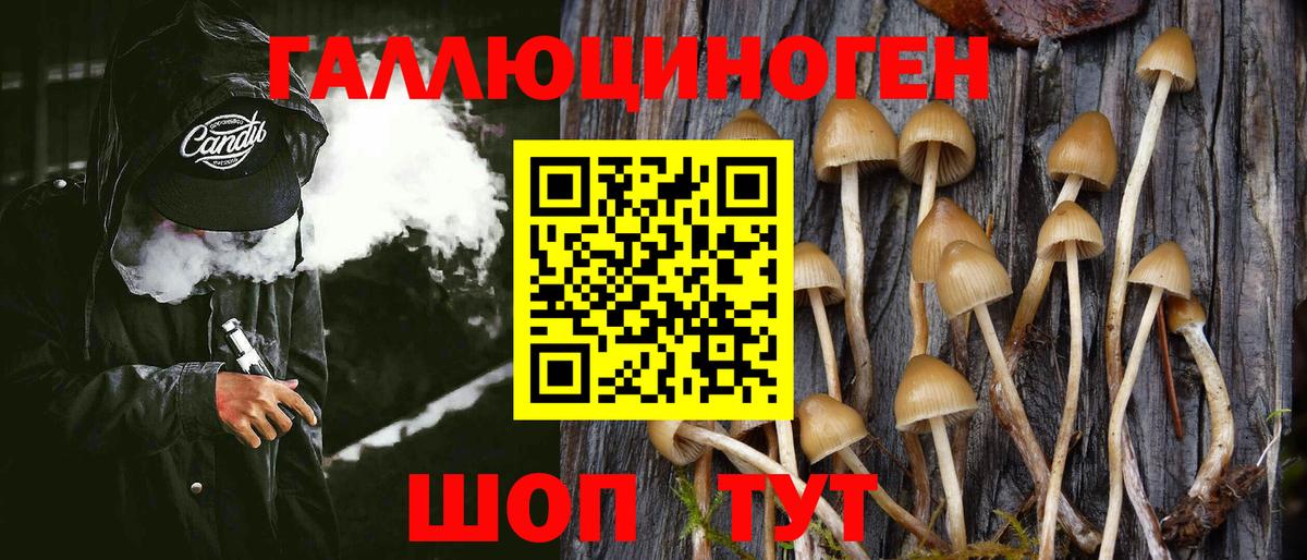 Галлюциногенные грибы Psilocybe Скопин